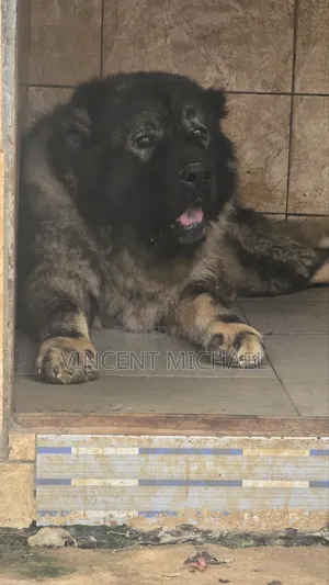 1+ year Male Purebred Caucasian Shepherd