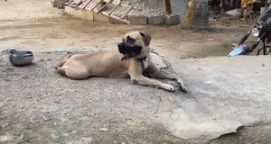 1+ year Female Purebred Boerboel