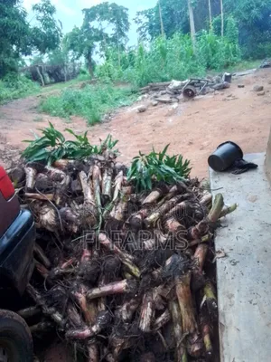 Hybrid Plantain Suckers
