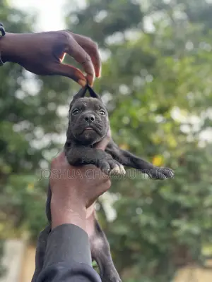1-3 months Female Purebred Cane Corso