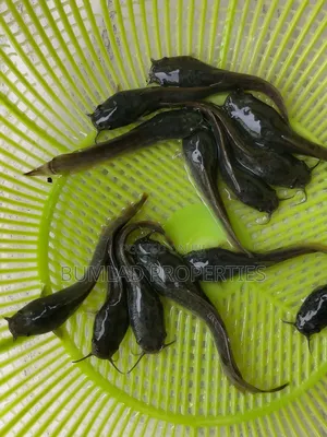 Fast Growing Fingerlings, Post Fingerlings and Juvenile Catfish