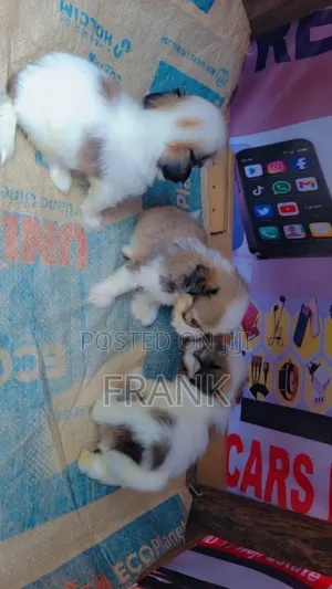 1-3 months Male Purebred Lhasa Apso