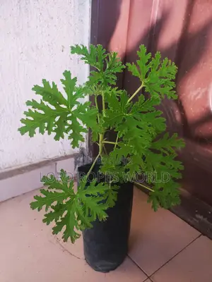 Citronella