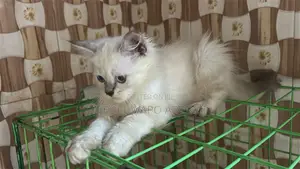 1-3 months Male Purebred Persian