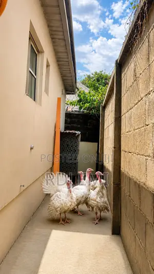 Imported Turkeys for Sale