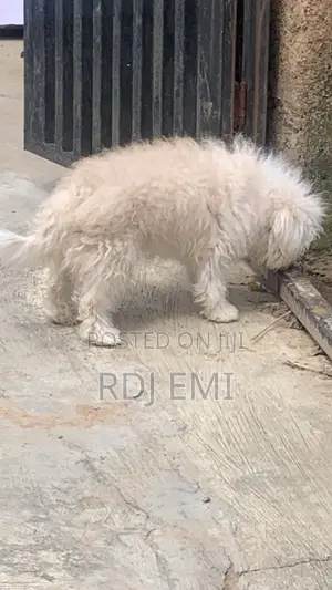 1+ year Male Purebred Lhasa Apso