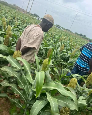 Dwarf Multipurpose Sorghum