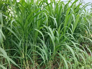 Juncao Grass