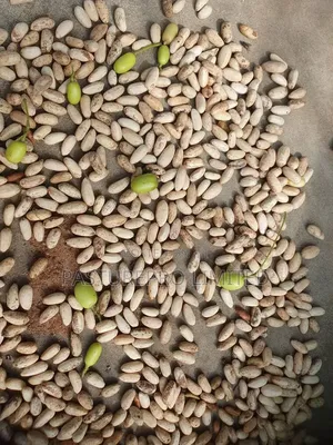 Neem Seeds