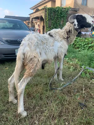 A Healthy Mature Ram for Sale