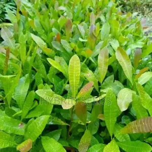 Cashew Hybrid Seedlings