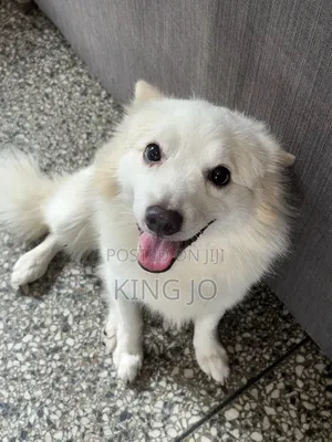 1+ year Male Purebred American Eskimo