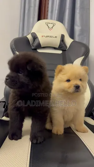 1-3 months Female Purebred Chow Chow