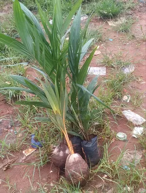 Hybrid Malaysia Supergen Palm Seedlings, Coconut Seedlings