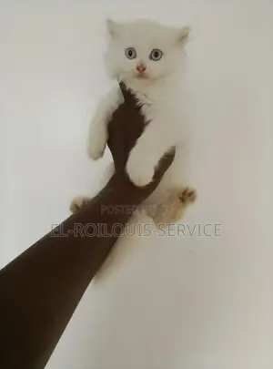 1-3 months Female Purebred Persian