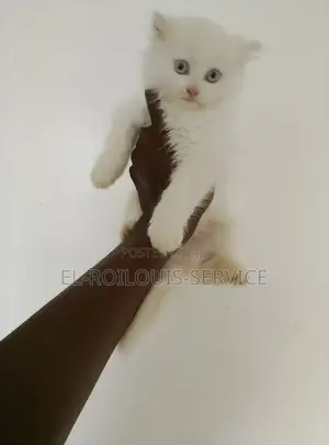 1-3 months Female Purebred Persian