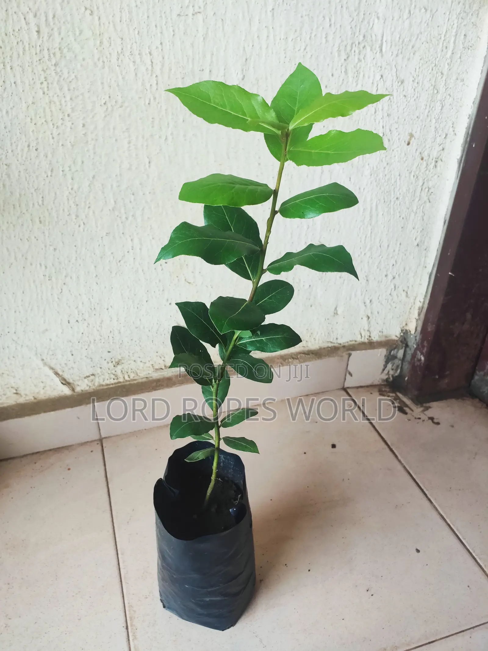 Bayleaf Plant
