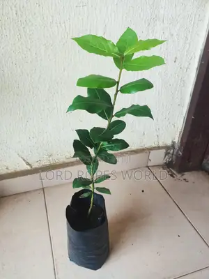 Bayleaf Plant