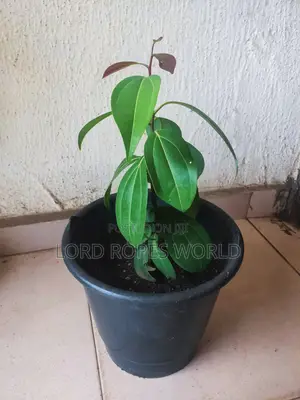 Ceylon Cinnamon