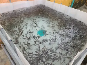 Catfish Fingerlings, Juveniles Jumbo