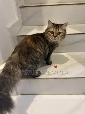 6-12 months Female Purebred Persian