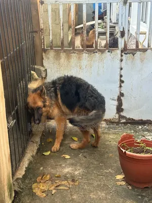 3-6 months Female Purebred German Shepherd
