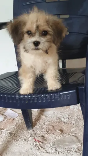 1-3 months Female Purebred Lhasa Apso
