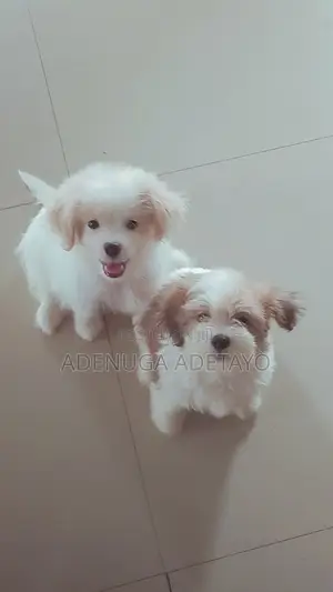 1-3 months Male Purebred Lhasa Apso
