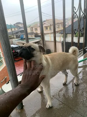 6-12 months Female Purebred Pug