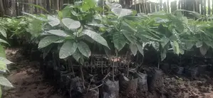 Hybrid Cocoa Seedlings Available for Sale