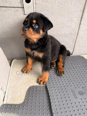 1-3 months Female Purebred Rottweiler
