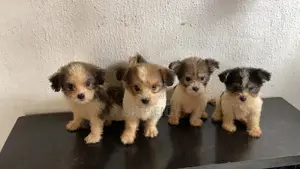 1-3 months Male Purebred Lhasa Apso