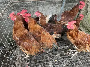 Noiler Crossbreed Chicken