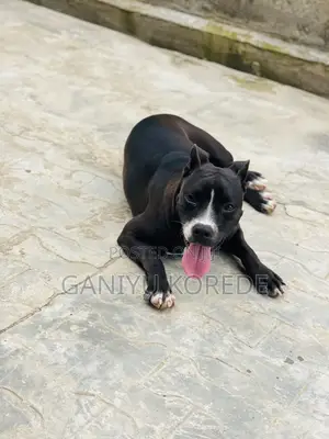 1+ year Female Mixed Breed American Bully