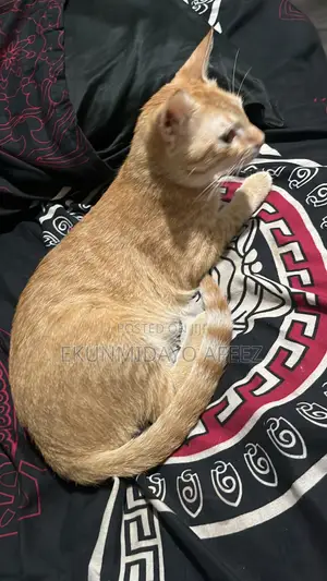 1+ year Male Mixed Breed Mongrel (No Breed)