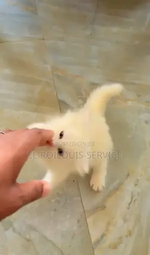 1-3 months Male Purebred Persian