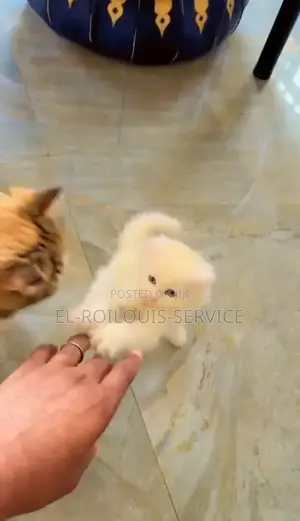 1-3 months Male Purebred Persian