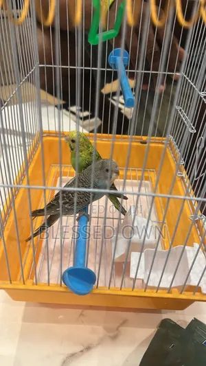 Beautiful Budgies Parrots Bird