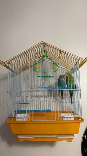 Beautiful Budgies Parrots Bird