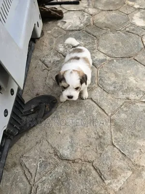 0-1 month Male Purebred Lhasa Apso