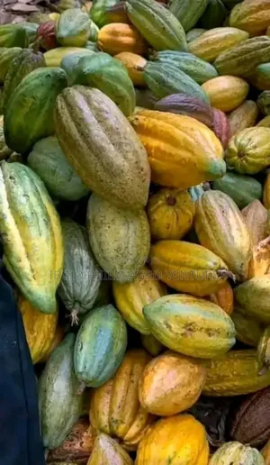 Hybrid Cocoa Ball and Seedlings, Palm Seedlings