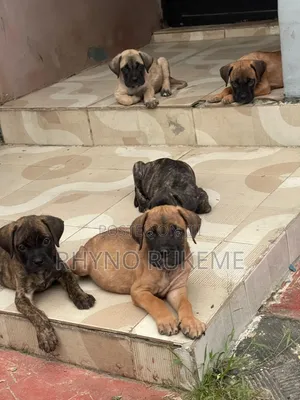 1-3 months Female Purebred Boerboel