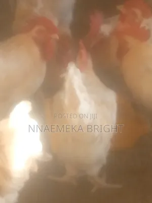 Livestock/Fowl