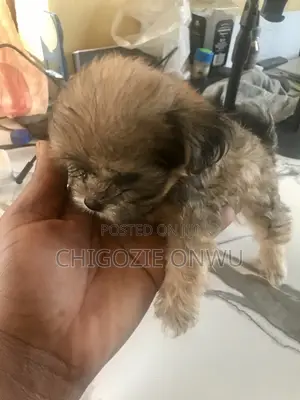 1-3 months Male Mixed Breed Maltese Shih Tzu