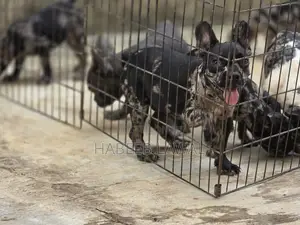 3-6 months Female Purebred French Bulldog