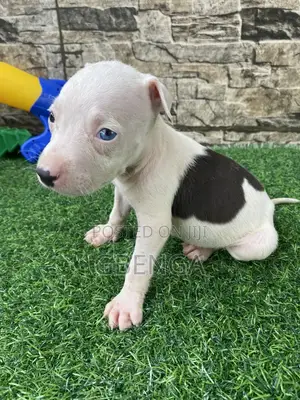 1-3 months Male Purebred American Pit Bull Terrier