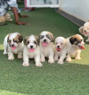 1-3 months Female Purebred Lhasa Apso
