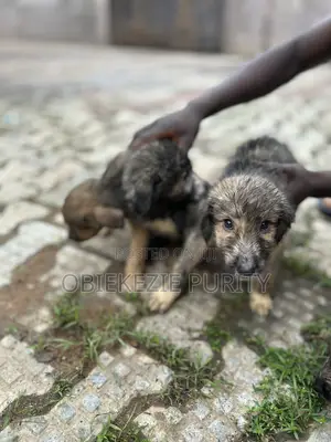 1-3 months Male Mixed Breed German Shepherd