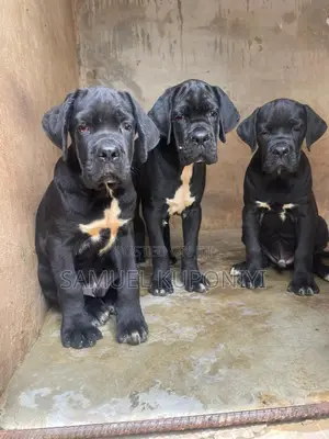 1-3 months Male Purebred Cane Corso
