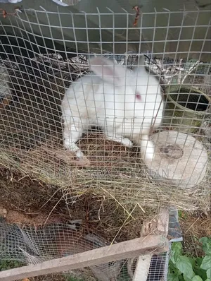 12 Mature Rabbits Left for Sale. Available to Waybill to Akure